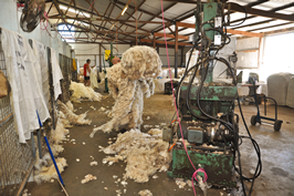 Cooinbil Shearing 038922  © Claire Parks Photography